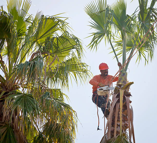 Best Tree Branch Trimming  in Conestee, SC